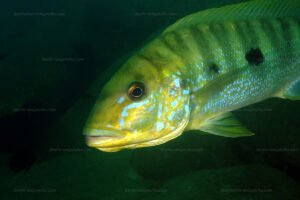 Boulengerochromis microlepis 1 cichlidé charismatique 6 B. microlepis
