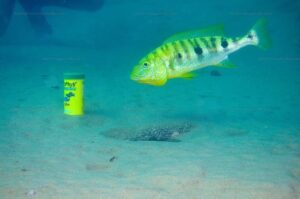 Boulengerochromis microlepis 1 cichlidé charismatique 7 B. microlepis