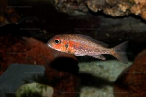Callochromis macrops