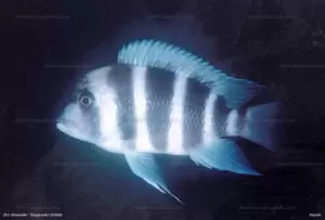 Les lumineux Cyphotilapia frontosa et gibberosa etc. 9 592b