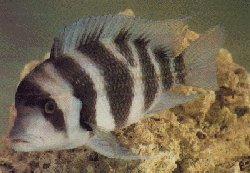 Cyphotilapia Batard