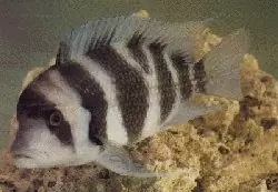 Cyphotilapia Batard