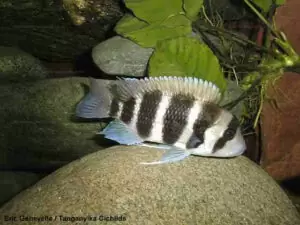 Frontosa comparatif 4 Cyphotilapia frontosa Burundi 20 EG