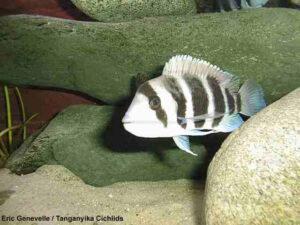 Cyphotilapia frontosa Burundi 21 EG