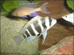 Cyphotilapia frontosa Burundi 23 EG