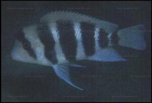 Cyphotilapia frontosa Kavalla