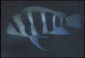 Les lumineux Cyphotilapia frontosa et gibberosa etc. 5 Cyphotilapia frontosa Kavalla