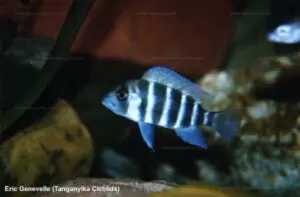 Frontosa comparatif 3 Cyphotilapia frontosa Kigoma 1 EG