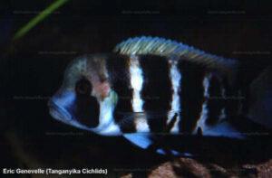Cyphotilapia frontosa Kigoma 3 EG