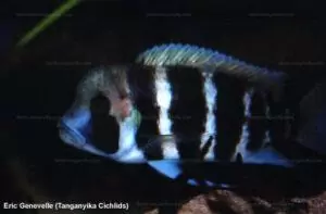 Les lumineux Cyphotilapia frontosa et gibberosa etc. 6 Cyphotilapia frontosa Kigoma 3 EG