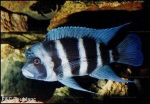 Cyphotilapia frontosa Mpimbwe 10 CT 1
