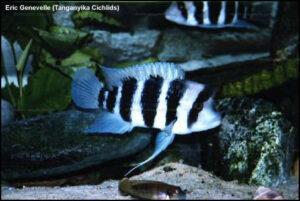 Cyphotilapia frontosa Nord Congo 2 EG