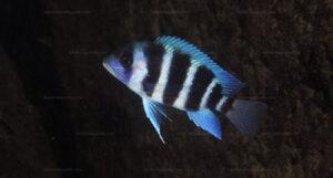 cyphotilapia gibberosa kipili