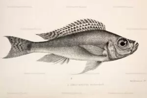 H. microlepis