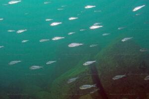 Lepidiolamprologus profundicola 2 Haplotaxodon microlepis
