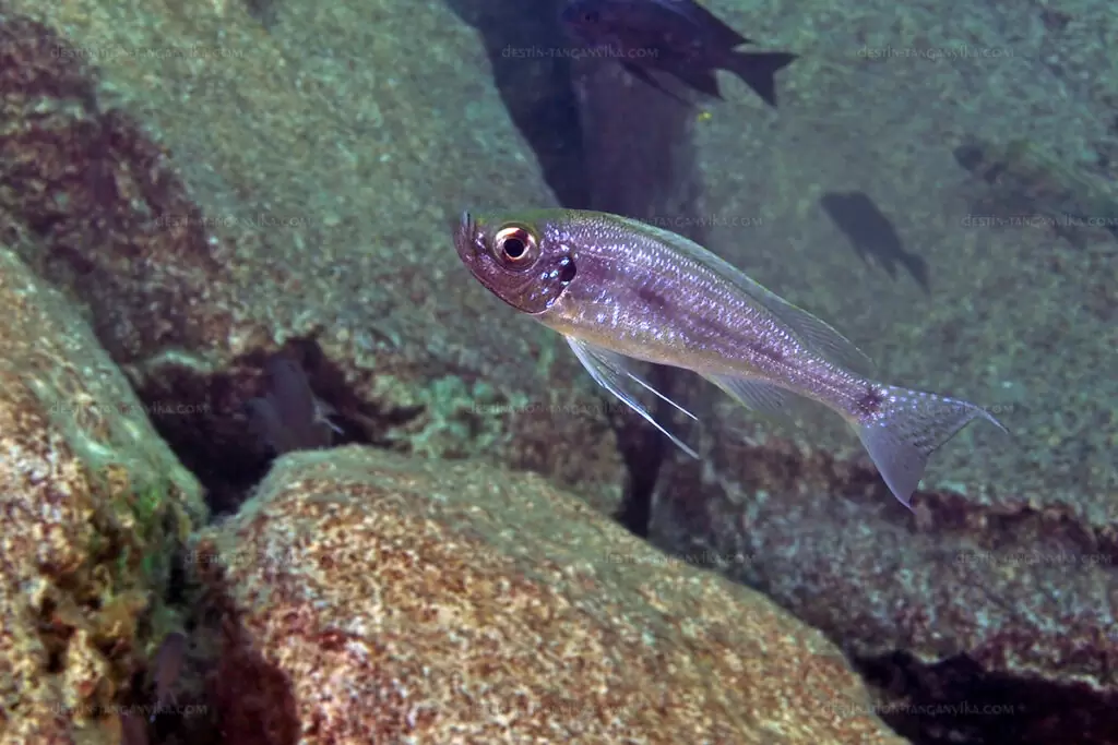 H. microlepis