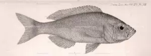 H. stenosoma d'après Boulenger (1901). H. stenosoma