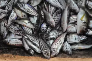 Détail sur la pêche. Détail sur la pêche.
