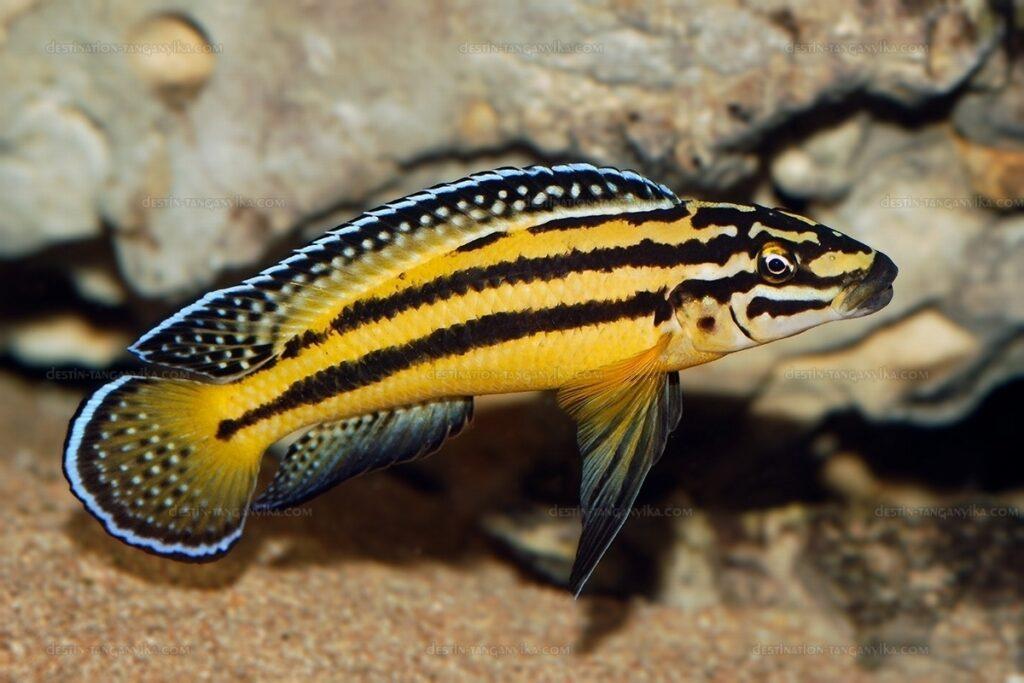 Julidochromis marksmithi