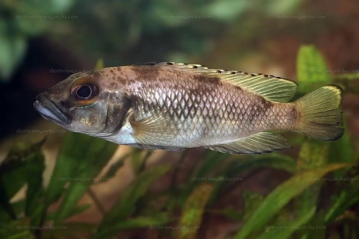 'Lamprologus' lemairii 1 'Lamprologus' lemairii
