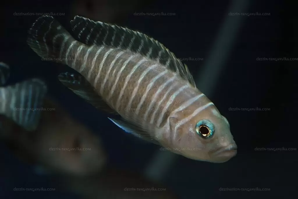 lamprologus similis