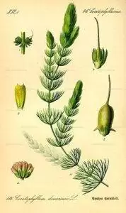 Les Plantes d'un bac Tanganyika 13 Ceratophyllum demersum0