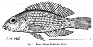 Lamprologus finalimus