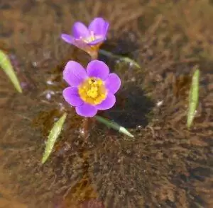 Les Plantes d'un bac Tanganyika 12 Forked Fanwort Cabomba furcata flowers