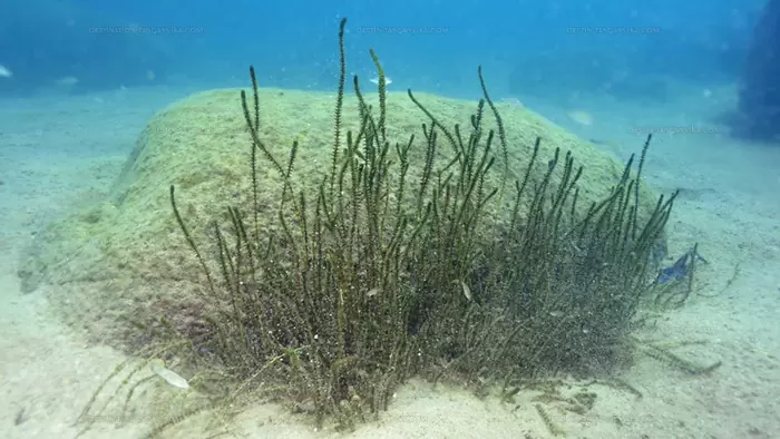 Les Plantes d'un bac Tanganyika 1 Hydrilla verticillata