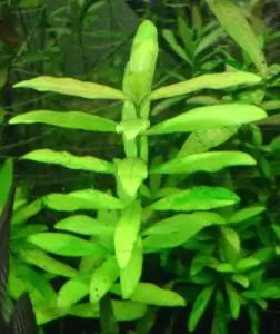 Les Plantes d'un bac Tanganyika 17 Hygrophila polysperma
