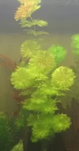 Les Plantes d'un bac Tanganyika 18 Limnophila sessiliflora