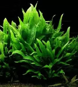 Les Plantes d'un bac Tanganyika 19 Microsorum pteropus