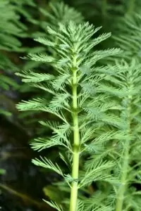 Les Plantes d'un bac Tanganyika 20 Myriophyllum aquaticum