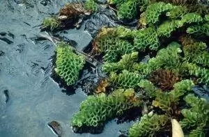Les Plantes d'un bac Tanganyika 21 Salvinia cucullata