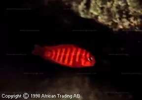 Tropheus brichardi Namansi Reef 1 Fiery Fry