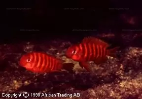 Tropheus brichardi Namansi Reef 2 Fiery Fry