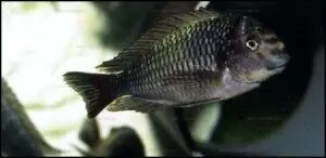 Tropheus moorii "Murago" 6 Tropheus moorii Kapampa 2