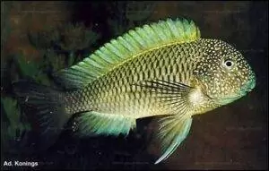 Tropheus moorii "Murago" 2 Tropheus moorii Lusingu