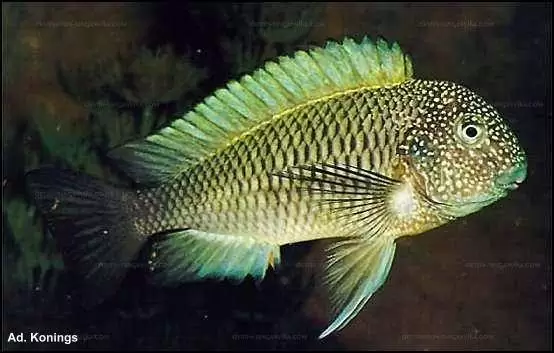 Tropheus moorii "Murago" 1 Tropheus moorii Lusingu