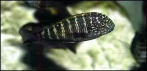 Tropheus moorii "Murago" 5 Tropheus moorii Murago 5