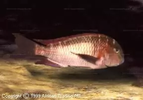 Tropheus moorii "Murago" 4 Tropheus moorii Mwerazi 01 AD