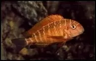 Tropheus moorii Namansi Red