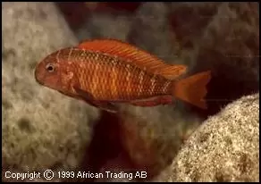 Tropheus moorii Namansi Red 03
