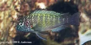 Tropheus moorii "Murago" 7 Tropheus moorii Tembwe II 01 RA