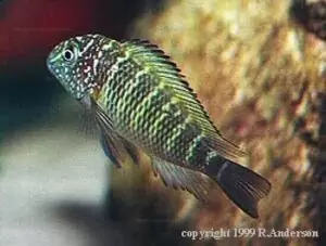 Tropheus moorii "Murago" 8 Tropheus moorii Tembwe II 02 RA