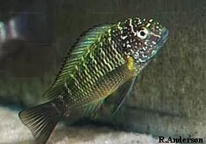 Tropheus moorii "Murago" 10 Tropheus moorii Tembwe II 03 RA