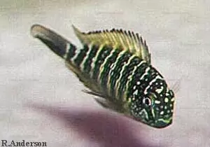 Tropheus moorii "Murago" 9 Tropheus moorii Tembwe II 04 RA