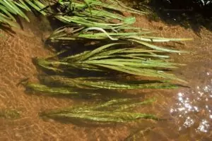Les Plantes d'un bac Tanganyika 22 Vallisneria americana