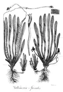Les Plantes d'un bac Tanganyika 23 Vallisneria spiralis Erasmus Darwin 1789