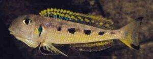 Xenotilapia singularis